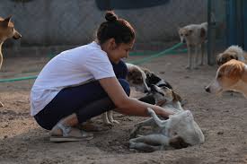 Healthy Strays, Healthy Communities